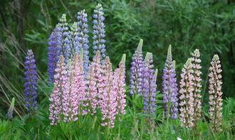 鲁冰花,绽放的乡村记忆与乡愁情怀