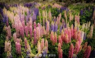 鲁冰花,绽放的乡村记忆与乡愁情怀