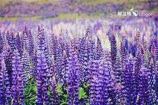 鲁冰花,绽放的乡村记忆与乡愁情怀