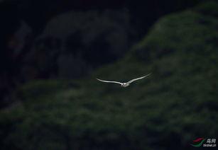 寻找神话之鸟,揭开古老传说的神秘面纱