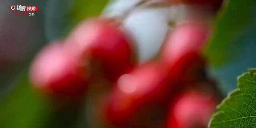 红透了,揭秘现象级热度的背后秘密